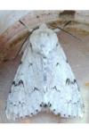 Acronicta leporina