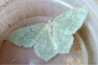 Hemithea aestivaria