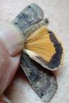 Noctua pronuba