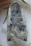 Noctua pronuba