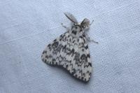 Lymantria monacha