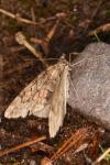 Thera obeliscata
