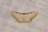 Idaea fuscovenosa