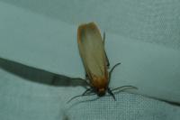 Katha depressa