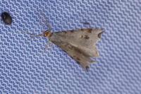 Macaria alternata