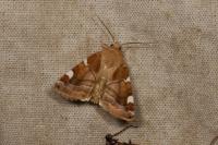 Cosmia diffinis