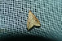Udea ferrugalis