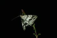 Pseudoterpna coronillaria