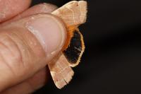 Noctua fimbriata/tirrenica