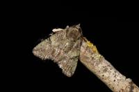Polyphaenis sericata