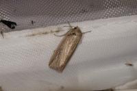 Mythimna riparia
