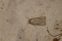 Mythimna riparia