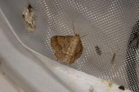 Isturgia murinaria