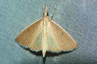 Sclerocona acutella