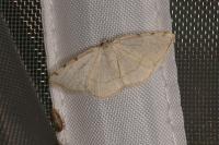 Stegania trimaculata