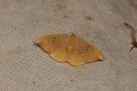 Watsonalla binaria