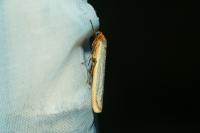 Manulea complana