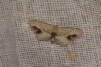 Idaea dimidiata