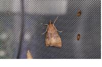 Uresiphita gilvata
