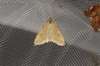 Sitochroa verticalis