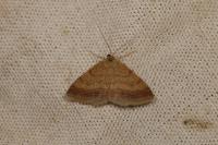 Scopula rubiginata