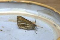 Isturgia limbaria limbaria