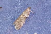 Acrobasis consociella