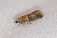 Acrobasis repandana