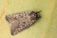 Dichagyris forcipula