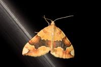 Cidaria fulvata