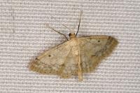 Idaea biselata