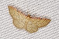 Idaea humiliata