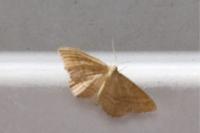 Idaea ochrata