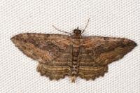 Philereme transversata