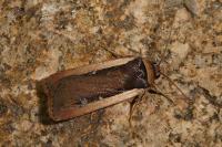 Ochropleura leucogaster
