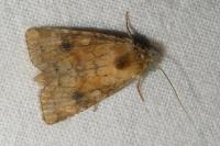 Atypha pulmonaris