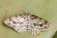 Ectropis crepuscularia