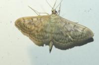 Patania ruralis