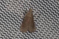 Assara conicolella