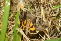 Catocala fulminea