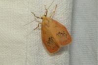 Miltochrista miniata