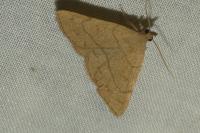 Paracolax tristalis
