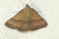 Phytometra viridaria