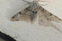 Biston betularia