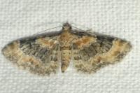Eupithecia pulchellata