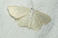Scopula immutata