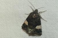 Tyta luctuosa