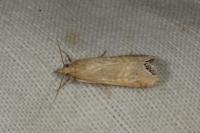 Euchromius ocellea
