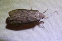 Aphomia sociella