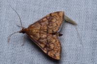 Anania verbascalis